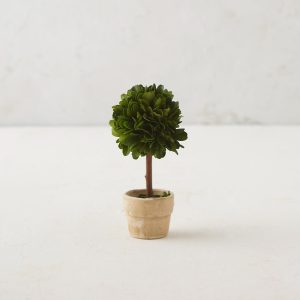 Preserved Boxwood Mini Single Topiary
