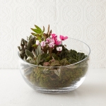 Tabletop Terrariums