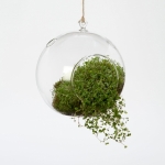 Hanging Terrariums