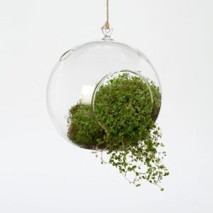 Hanging Bubble Terrarium