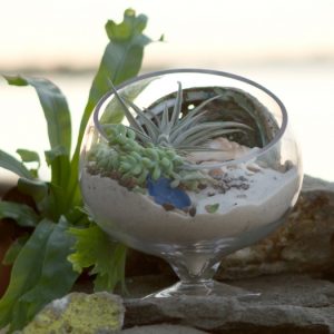 Spotlight Terrarium