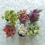 Terrarium Supplies